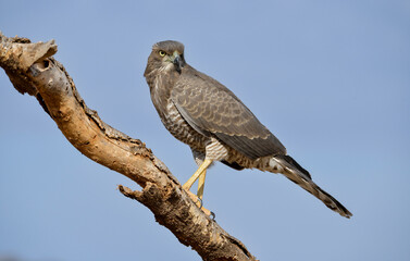 Autour à ailes grises,
Melierax poliopterus, Eastern Chanting Goshawk, Afrique