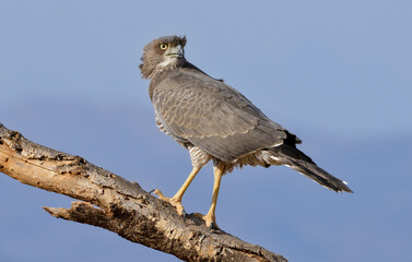 Autour à ailes grises,
Melierax poliopterus, Eastern Chanting Goshawk, Afrique