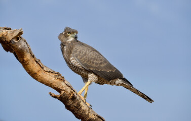 Autour à ailes grises,Melierax poliopterus, Eastern Chanting Goshawk, Afrique