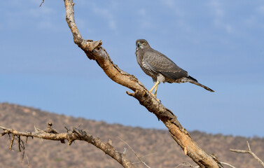 Autour à ailes grises,
Melierax poliopterus, Eastern Chanting Goshawk, Afrique