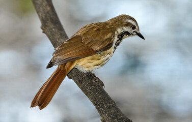 Cichladuse tachetée,
Cichladusa guttata, Spotted Palm Thrush