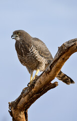 Autour à ailes grises,Melierax poliopterus, Eastern Chanting Goshawk, Afrique