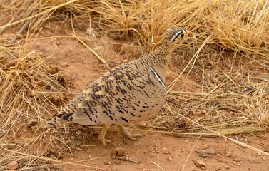 Ganga à face noire,Pterocles decoratus, Black faced Sandgrouse, Afrique