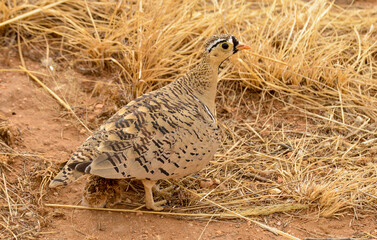 Ganga à face noire,Pterocles decoratus, Black faced Sandgrouse, Afrique