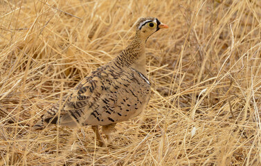 Ganga à face noire,Pterocles decoratus, Black faced Sandgrouse, Afrique