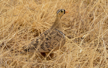 Ganga à face noire, jeune,Pterocles decoratus, Black faced Sandgrouse, Afrique