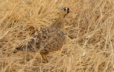 Ganga à face noire,Pterocles decoratus, Black faced Sandgrouse, Afrique