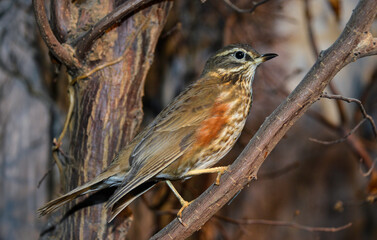 Grive mauvis,Turdus iliacus, Redwing