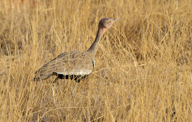 Outarde &agrave; ventre noir,Lissotis melanogaster, Black bellied Bustard, Afrique