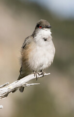 Pépoaza oeil de feu,Pyrope pyrope, Fire eyed Diucon, Amerique du Sud