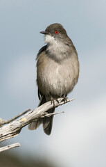 Pépoaza oeil de feu,Pyrope pyrope, Fire eyed Diucon, Amerique du Sud