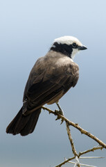 Pie grièche grise, Lanius excubitor, Great Grey Shrike