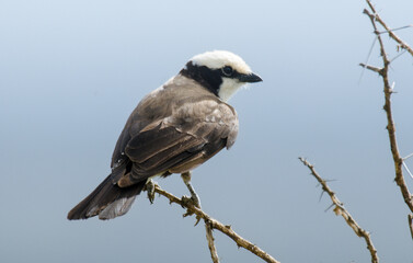 Pie grièche grise, Lanius excubitor, Great Grey Shrike