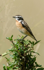Tarier des prés,Saxicola rubetra, Whinchat