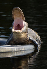 Yawning alligator lying on a fountain