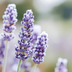 Obraz premium Close up lavender flowers with frost in garden on blurry background