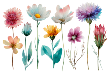 Watercolor floral stem collection hand-painted botanical art flower accent bouquet. Isolated on transparent.

