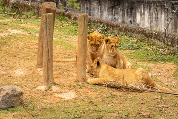 Young lion cubs  in the Sao Paulo Zoo, in Brazil