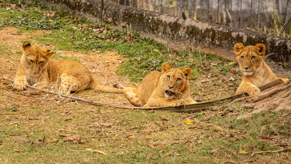 Young lion cubs  in the Sao Paulo Zoo, in Brazil
