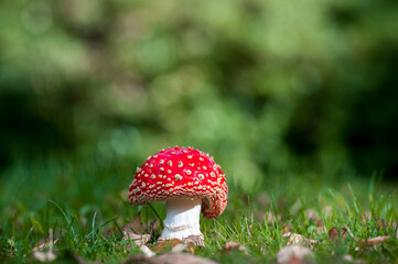 Fly Agaric Mushroom in Green Grass England.