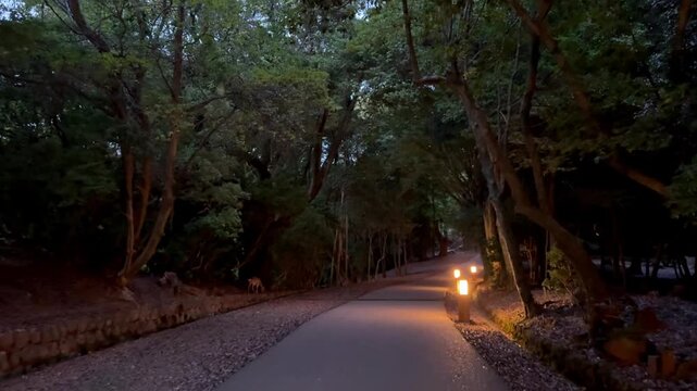 Dark forest path illuminated by small ground lights
