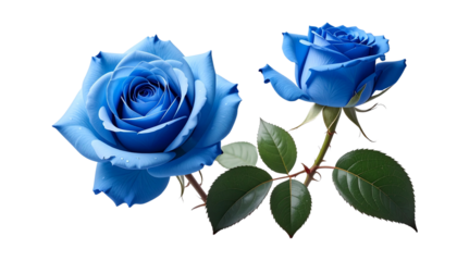  Elegant Blue Rose Pair Collection, isolated on transparent background.