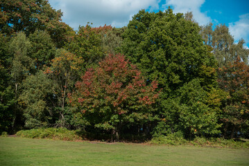 Naklejka premium Windsor Great Park in England.