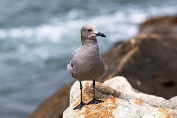 A cute and curious gray gull (Leucophaeus modestus, gaviota gris) with dark legs stands on a rock by the sea. Closeup front view at Lima, Peru.