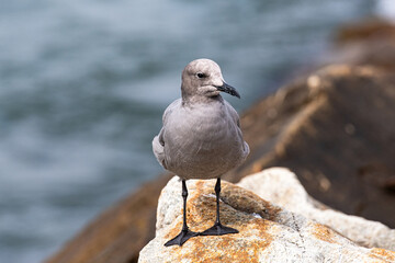 A cute and curious gray gull (Leucophaeus modestus, gaviota gris) with dark legs stands on a rock by the sea. Closeup front view at Lima, Peru.