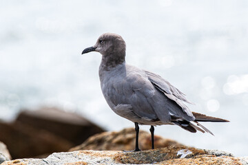 A cute and curious gray gull (Leucophaeus modestus, gaviota gris) with dark legs stands on a rock by the sea. Closeup side view at Lima, Peru.
