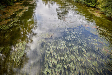 view on Moehne river at late summer time in Ense, Germany