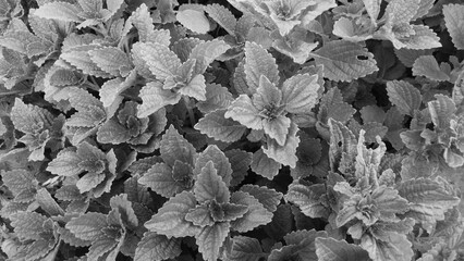 leaves on the ground