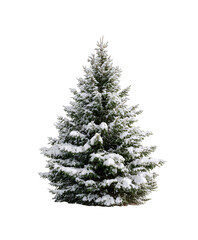 christmas tree isolated on white
