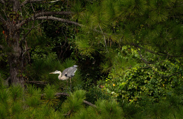 Great blue heron standing in a grove of trees