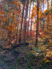 autumn in the forest