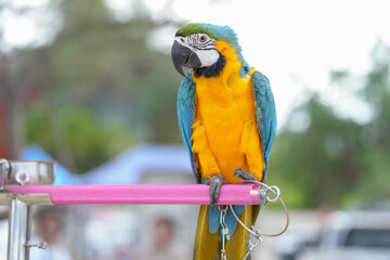 Blue and gold macaw bird Pets are people's friends macaw parrot free flying bird .