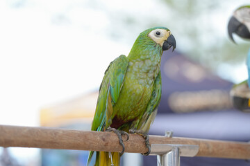 hahn macaw parrot free flying bird