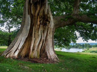 chestnut tree in petworth park with other trees and pond in the background