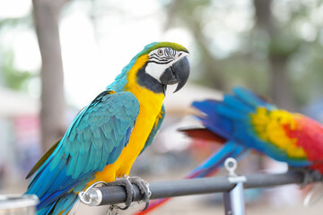 Blue and gold macaw bird Pets are people's friends macaw parrot free flying bird .