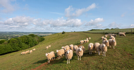 flock of sheep on north downs in kent near wye on sunny summer morning