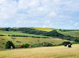 horses in meadow near port isaac in cornwall under blue sky