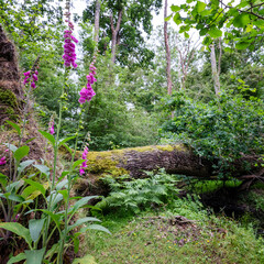 foxglove plants near stream in the new forest in hampshire