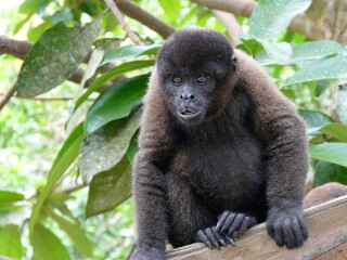 Woolly monkey in the Amazon River, Iquitos, Peru