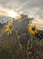 sunflower field at sunset