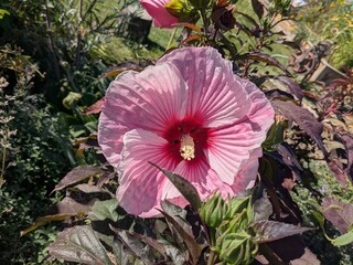 pink flower in the garden
