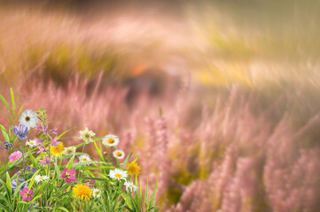 Different wild flowers with green grass