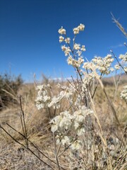 wild flowers against blue sky