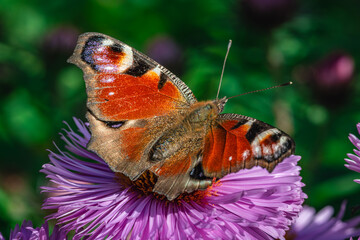 Motyl pawik (Aglais io) na fioletowym kwiecie astrów w ujęciu makro. / Peacock butterfly (Aglais io) on a purple aster flower in macro close-up. © Mikoaj