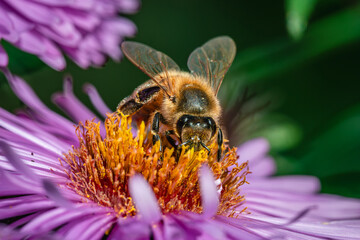 Honeybee collecting pollen and nectar on a purple aster flower in macro close-up. / Pszczoła miodna zbierająca pyłek i nektar na fioletowym kwiecie astrów w ujęciu makro. © Mikoaj