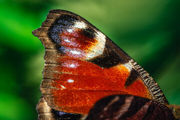 Motyl pawik (Aglais io) na fioletowym kwiecie astrów w ujęciu makro. / Peacock butterfly (Aglais io) on a purple aster flower in macro close-up. © Mikoaj